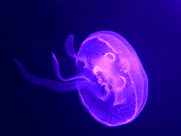jellyfish at Sea Life Aquarium